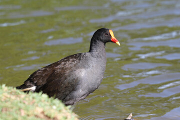 Dusky moorhen bird standing on the grassy bank of a pond