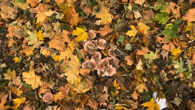 Lepista personata mushrooms in the park among fallen autumn maple leaves.