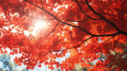 plant red texture sunny view illustration natural maple, backdrop light, leaf sun plant red texture sunny view