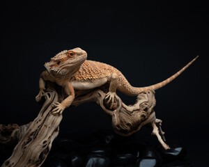 Young bearded dragon lies on a large snag against dark background. Studio shot of an exotic pet. Orange lizard on branch. Horizontal photo of Pogona barbata - Powered by Adobe