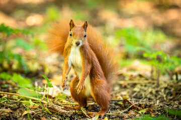 wiewiórka ruda na ziemi przy drzewie jesienią © Henryk Niestrój