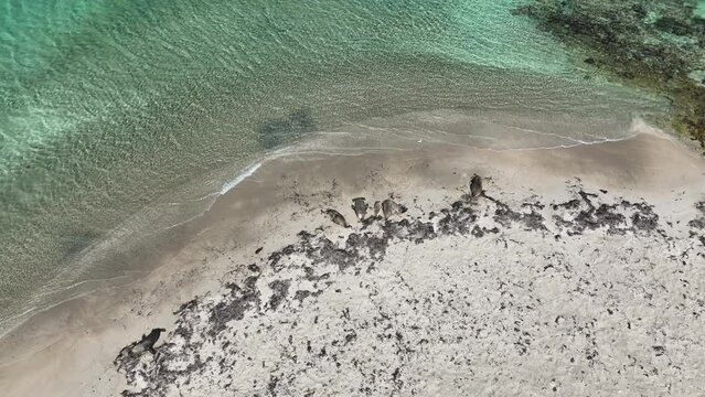 sealions on the beach 4k