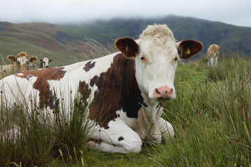 Fototapeta na wymiar Cow of the lake district