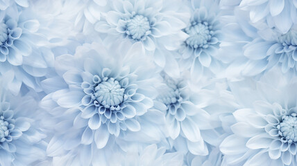 delicate light background flowers blue and white chrysanthemums, abstract realistic flower petals, soft color pastel