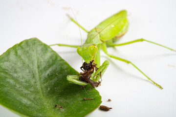 mantis eating grasshopper close up at horizontal composition