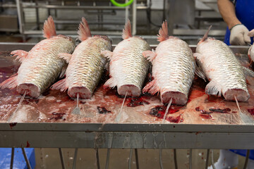 raw fishes being washed on the factory line