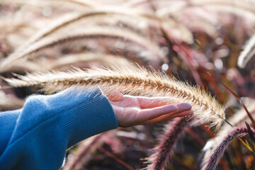 Closeup image of a hand touching on a white , purple and pink poaceae or mission grass in a field