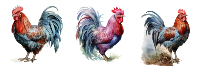 Poster Watercolor chicken on white background, isolated image © mangolovemom