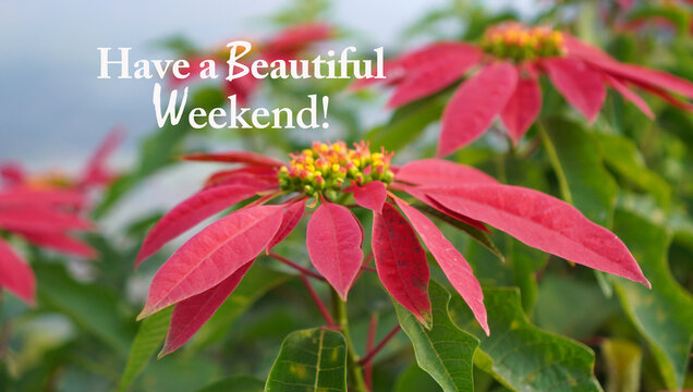 Have a Beautiful Weekend. Weekend card and greeting with Poinsettia Flower plant, the Christmas Star. Happy weekend concept with red flowers floral background.