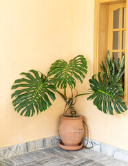 Monstera deliciosa big plant in a large clay pot