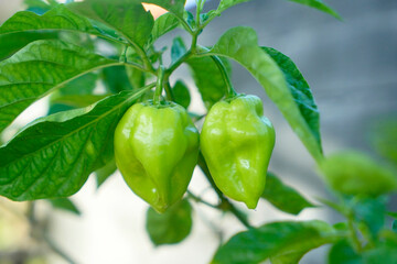 Fruiting chili plants in a pot. Close up of fresh young green paprika chili on tree.