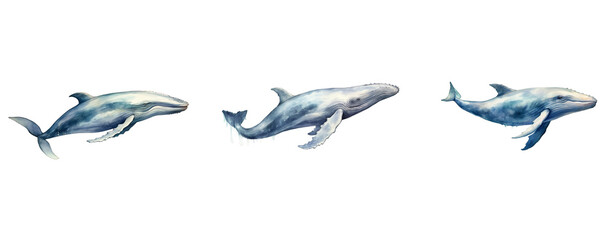Watercolor blue dolphin on white background, isolated image