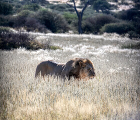 lion with battle scars walking in the tall grass of the savannah, perfect camouflage, distant acacia tree