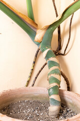 Aerial roots of Monstera Deliciosan or Swiss cheese plant closeup