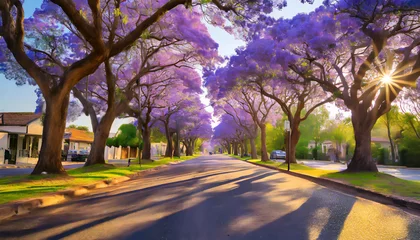 Zelfklevend Fotobehang A suburban street lined with jacaranda trees in full bloom in Pretoria, South Africa, creating a vibrant purple canopy in the spring. © DP pixels