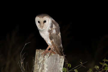 Eastern Barn Owl (Tyto javanica)