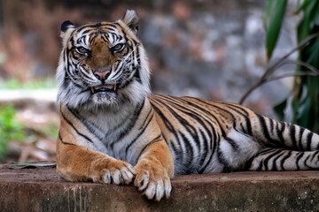 Obraz premium a Sumatran tiger is resting