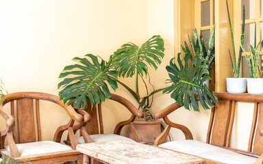 Monstera deliciosa or swiss cheese large plant closeup view