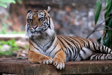 a Sumatran tiger is resting