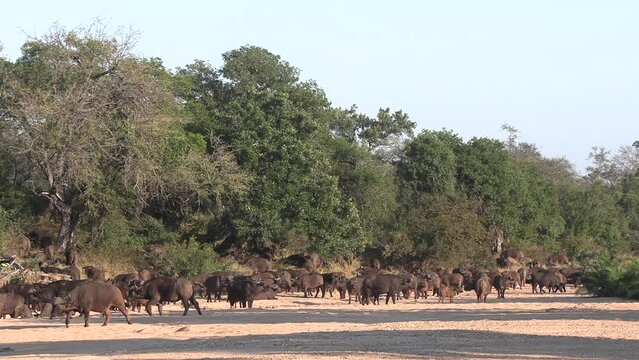 A herd of buffalo mill about in a dry river bed