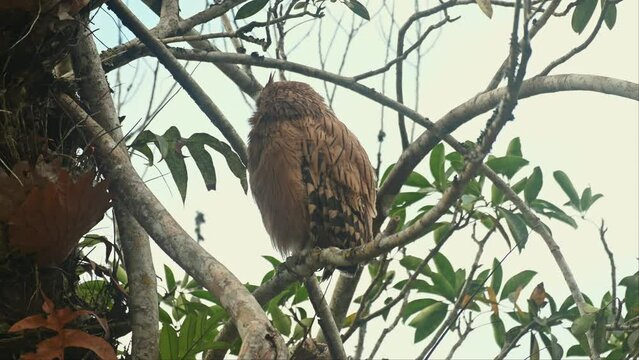 Seen keeping its head under its right wing then suddenly springs it up looking to the left and towards the camera, Buffy Fish Owl Ketupa ketupu Fledgling, Thailand