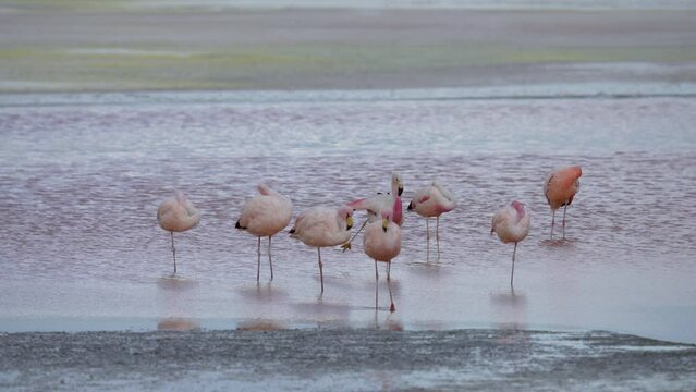 Andean Flamingo Phoenicoparrus andinus Bolivia