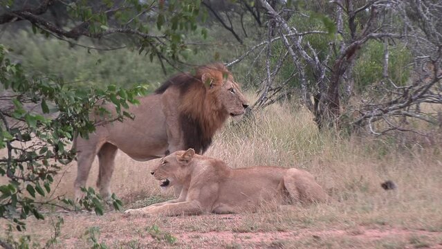 Lion couple arguing over who's getting dinner