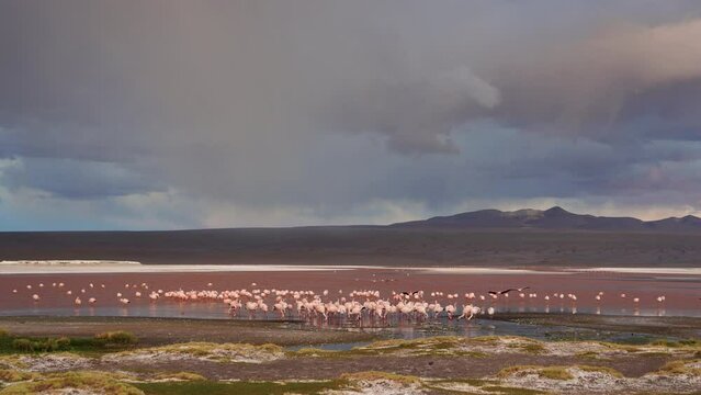 Andean Flamingo Phoenicoparrus andinus at Laguna Colorada, Bolivia