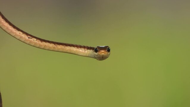 Common Bronzeback Tree Snake in wind .
