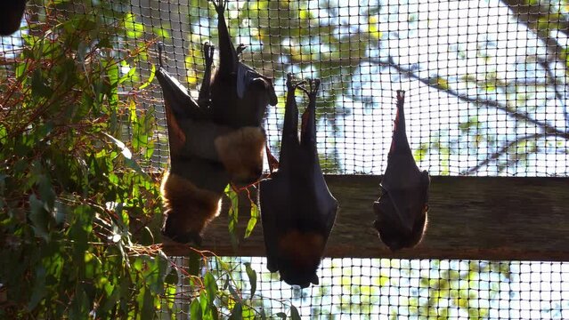 Close up shot of native Australian bat species, a camp of little red flying fox, pteropus scapulatus roosting and hanging upside down in captivity in daylight in an enclosed environment.