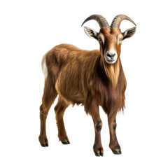 goat isolated on transparent background,transparency 