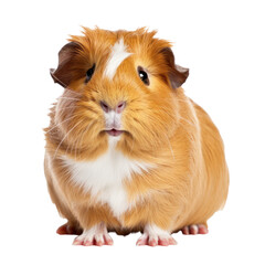 guinea pig isolated on transparent background,transparency 