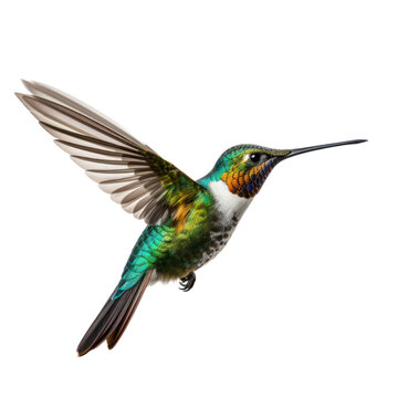 Hummingbird isolated on transparent background,transparency 