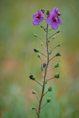beautiful purple wildflower in spring