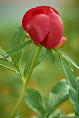 beautiful Paeonia peregrina in the forest, Romania