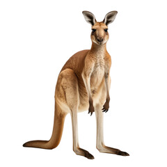 Fototapeta premium Kangaroo isolated on transparent background,transparency 