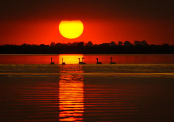 sunset with cygnus olor on the lake in the Danube Delta - obrazy, fototapety, plakaty