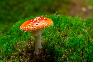 the beautiful Amanita muscaria in the forest