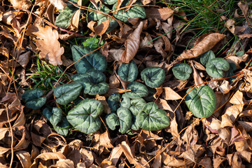Cyclamen hederifolium