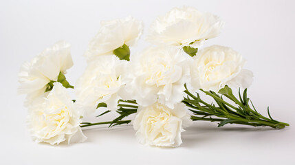 Fototapeta na wymiar Photo of white carnations flowers on a white background.