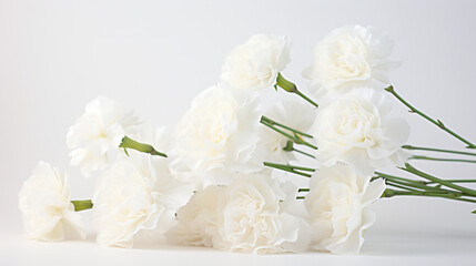 Photo of white carnations flowers on a white background.
