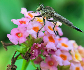 robber flies were on the pink flowers