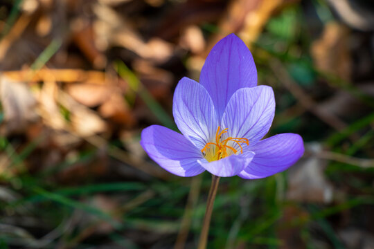 Bieberstein's crocus