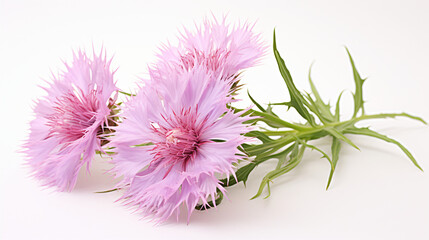 Pink cornflower - Centaurea on a white background. - obrazy, fototapety, plakaty