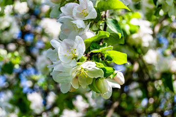 Photography on theme beautiful fruit branch apple tree with natural leaves under clean sky