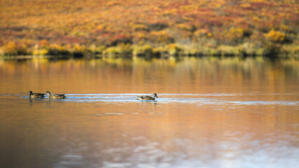 Yukon in Canada, wild landscape in autumn, lake with ducks