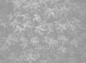 wildlife leaves pattern background on forest