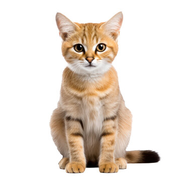 sandcat isolated on transparent background,transparency 