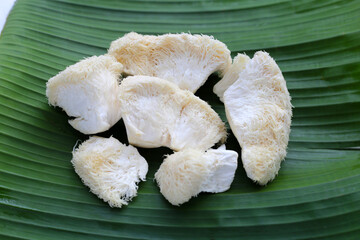 Fresh lion's mane mushroom. (Yamabushitake Mushroom)