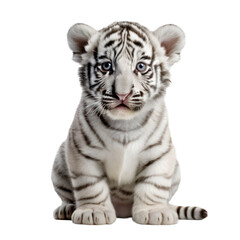 Baby white tiger isolated on transparent background,transparency  © SaraY Studio